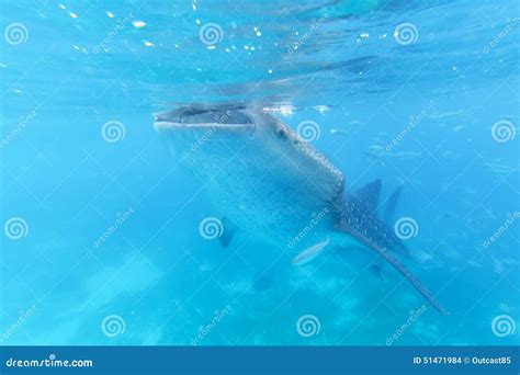 Whale Shark in the Philippines, Oslob Stock Photo - Image of asia ...