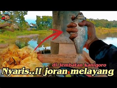 Nyaris Melayangmancing Bader Tawes Sirip Merah Di Bawah Jembatan