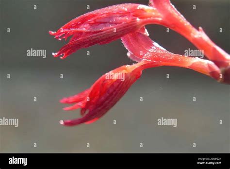 Shallow Depth Of Field Shot Of The Japanese Maple Buds Already Blooming