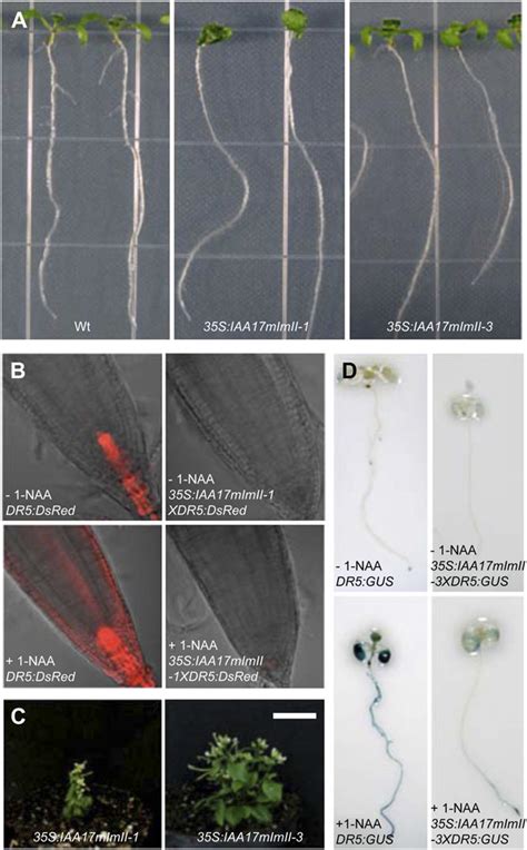 Phenotypes Of Wild Type And Transformed Seedlings Expressing