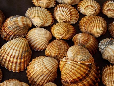 30 Atlantic Giant Cockle Shells Lot Big Clam Shells Bulk Etsy