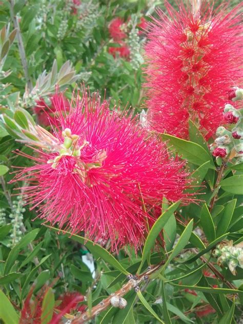 Callistemon Citrinus Splendens Bottlebrush In 50mm Forestry Tube