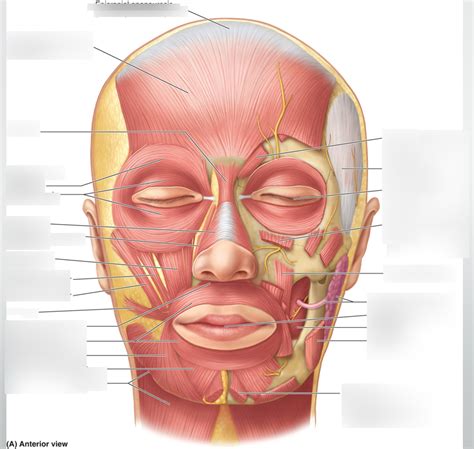 Facial Muscles Quiz Diagram Quizlet