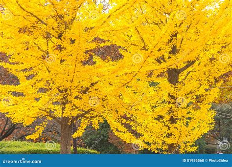 El Rbol Amarillo Colorido De La Rama De Las Hojas Del Ginko En Showa