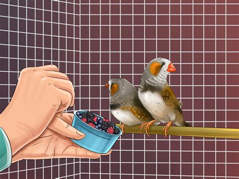 3 Ways To Bond With Pet Finches Wikihow