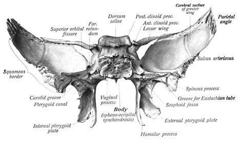 sobotta  fig sphenoid bone posterior view english labels