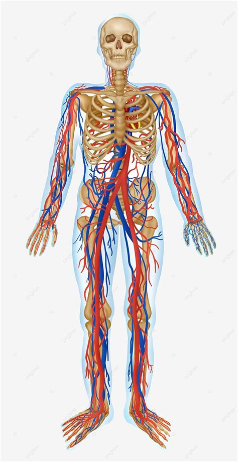 Schematic Diagram Of Human Medical Tissues And Organs Blood Vessels