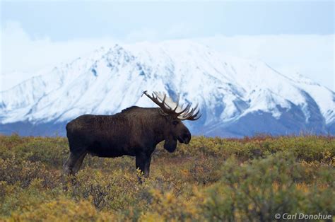 Bull Moose On Tundra And Alaska Mountains Background Denali Denali