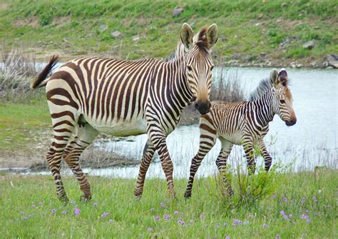 Bayi Zebra Ditemukan Mati Di Kebun Binatang Kembang Api Diduga Jadi