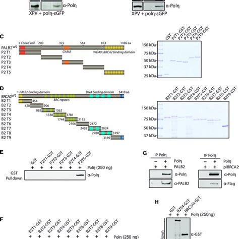 Palb2 And Brca2 Stimulate D Loop Extension By Polη Download