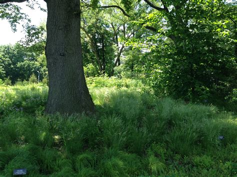 Grasses Oak Sedge Carex Penslyvanica And Wavy Hair Grass