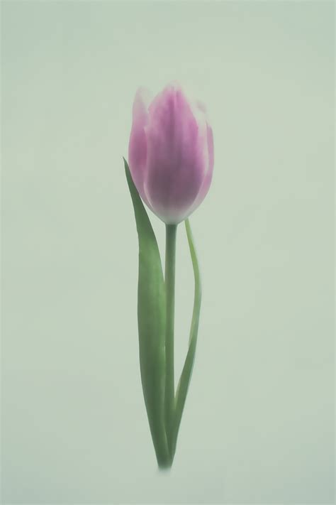 tulip mania  behance