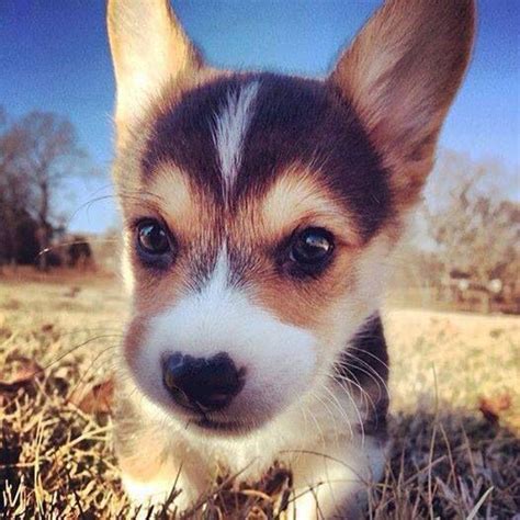 829 Best Images About The Cutest Corgi Puppy Pictures On Earth On