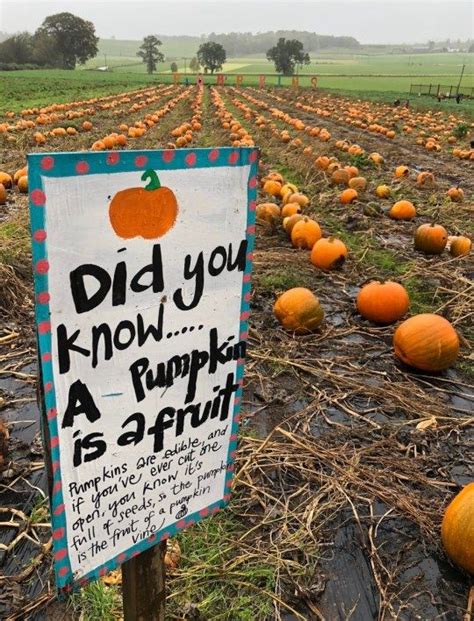 Pumpkin Picking At Arnprior Pumpkin Patch Pumpkin Patch Pumpkin Patch Business Pumpkin Patch