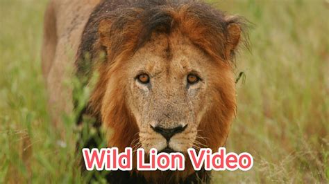 Lion Animals Wildlife Enjoy Time🤯🦁lion Animals Wildlife