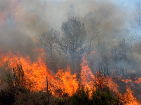 GNR registou 533 crimes de incêndio florestal desde o início do ano