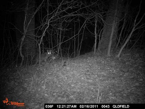BaitRageous: A fox peed on me, sort of?