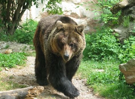 Društvo Za Oceno Ustavnosti Pravilnika O Odstrelu Rjavih Medvedov In