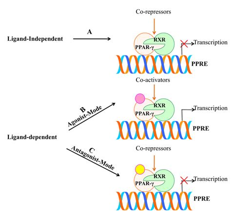 Ppar Partial Agonists In Disease Fate Decision Encyclopedia Mdpi