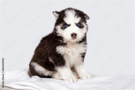 Cute Baby Huskies With Blue Eyes