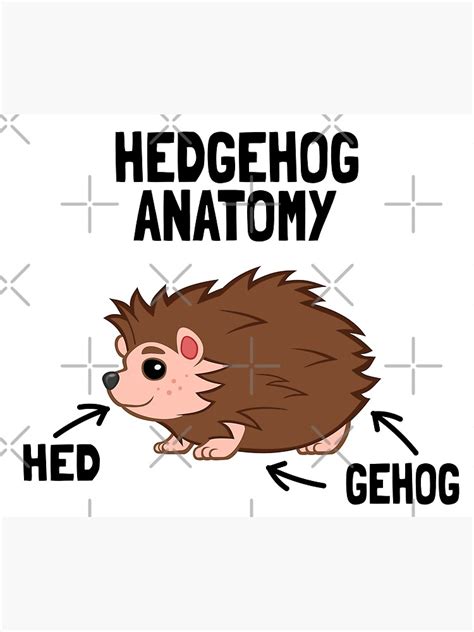 Hedgehog Anatomy Poster For Sale By Vladans2 Redbubble