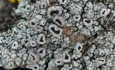 Lecanora Allophana Pictures Of Tropical Lichens