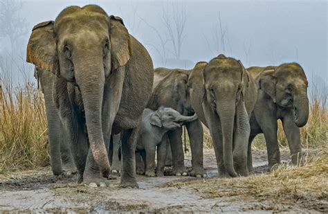 Elephants also use an array of sounds to communicate with each other, ranging from loud trumpets ...