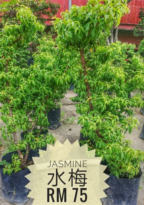 Jasmine 水梅 Furniture Home Living Gardening Plants Seeds on Carousell