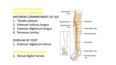 Anatomy Of Sciatic Nerve And Foot Drop Ppt