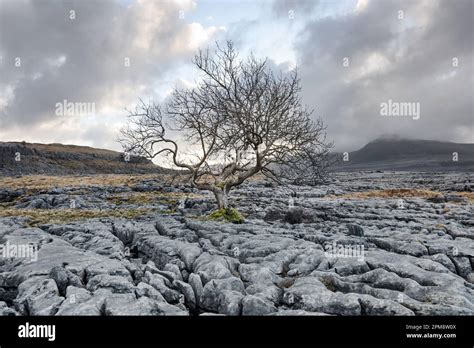 Tree Growing Out Of A Limestone Pavement With The Mountain Of