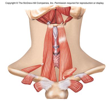 BIO 168 Chapter 10 Deep Neck Muscles Diagram Quizlet