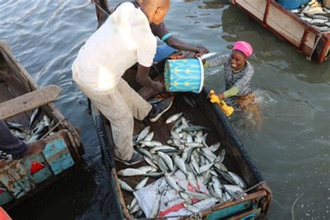 Togo 2 milliards FCFA pour la pêche et laquaculture en 2024 Togo First