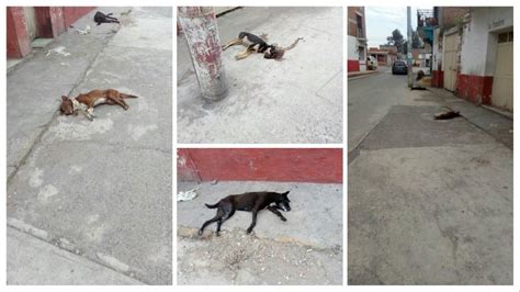 Envenenan perros en Maravatío