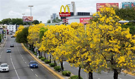 NOTISANCRI El espectáculo anual del roble amarillo ilumina las calles