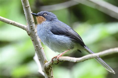 Chestnut Throated Apalis Holmen Birding Safaris