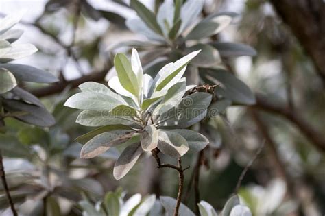 leaves   button mangrove conocarpus erectus stock image image