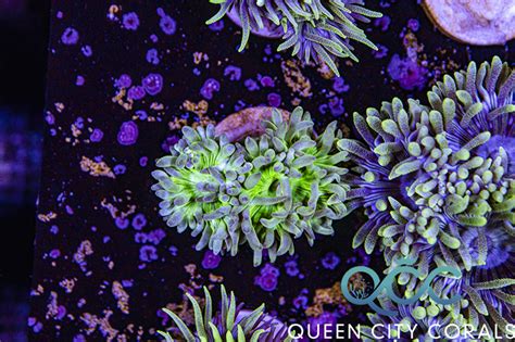 Neon Green Duncan Wysiwyg Queen City Corals