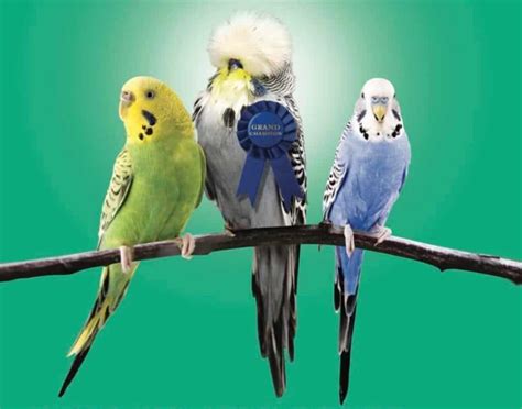 Budgie Bird Your Complete Guide To Budgies