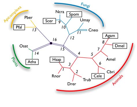 Intron evolution: Miklós Csűrös