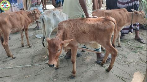 আজ ২০ অক্টোবর সবচেয়ে ছোট ছোট ষাঁড় ও বকনা বাছুর গরুর দাম গোলাপগঞ্জ