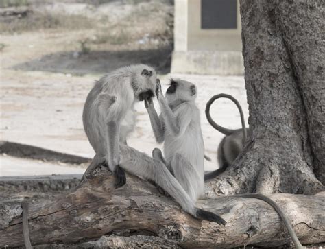 Monkeys grooming each other 1898417 Stock Photo at Vecteezy