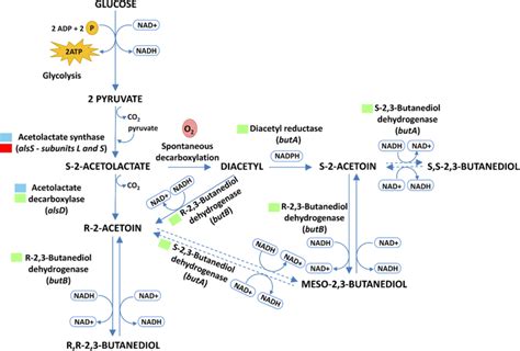 Proposed Bdo Production Pathway For Paenibacillus Brasilensis Pb