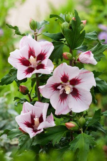 Hibiscus Syriacus Hamabo Kluit 50 60 Cm