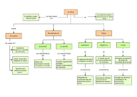 Arriba 106 Imagen Mapa Mental Sobre La Célula Abzlocalmx