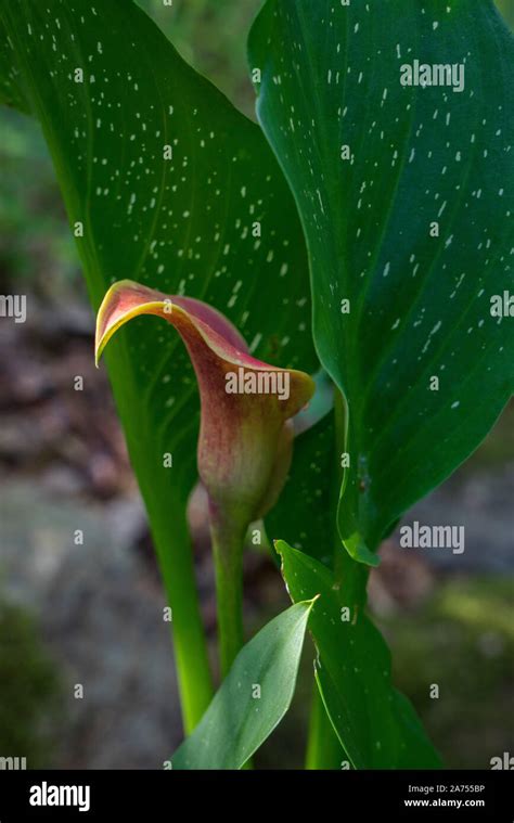 Arum Lily Zantedeschia Aethiopica Ariege France Stock Photo Alamy