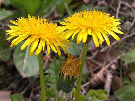 Löwenzahn Taraxacum Officinale Awlch