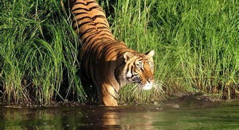 Book Tickets To Aasamant S Wildlife Safari To Sundarban National Park