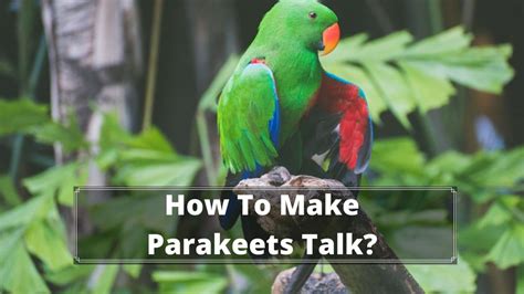 Can Parakeets Talk? If So, What Percentage & Age? - Birds News