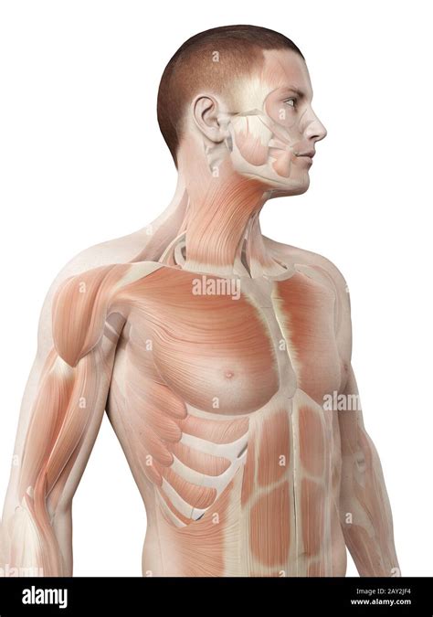 Medical 3d Illustration Male Muscle System Upper Body Stock Photo