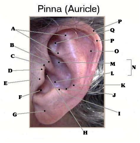 Outer Ear Anatomy - ProProfs Quiz